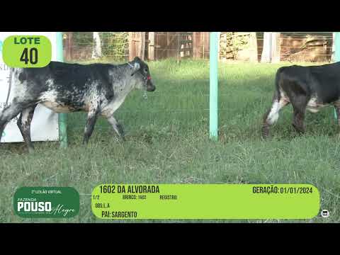 LOTE 40 BRINCO 1600, 1602