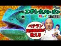 【初心者向け】エボシカメレオンの飼い方講座【カメレオン】