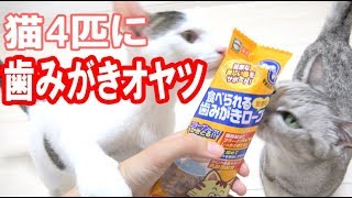 猫4匹におやつで歯みがきロープをあげてみた