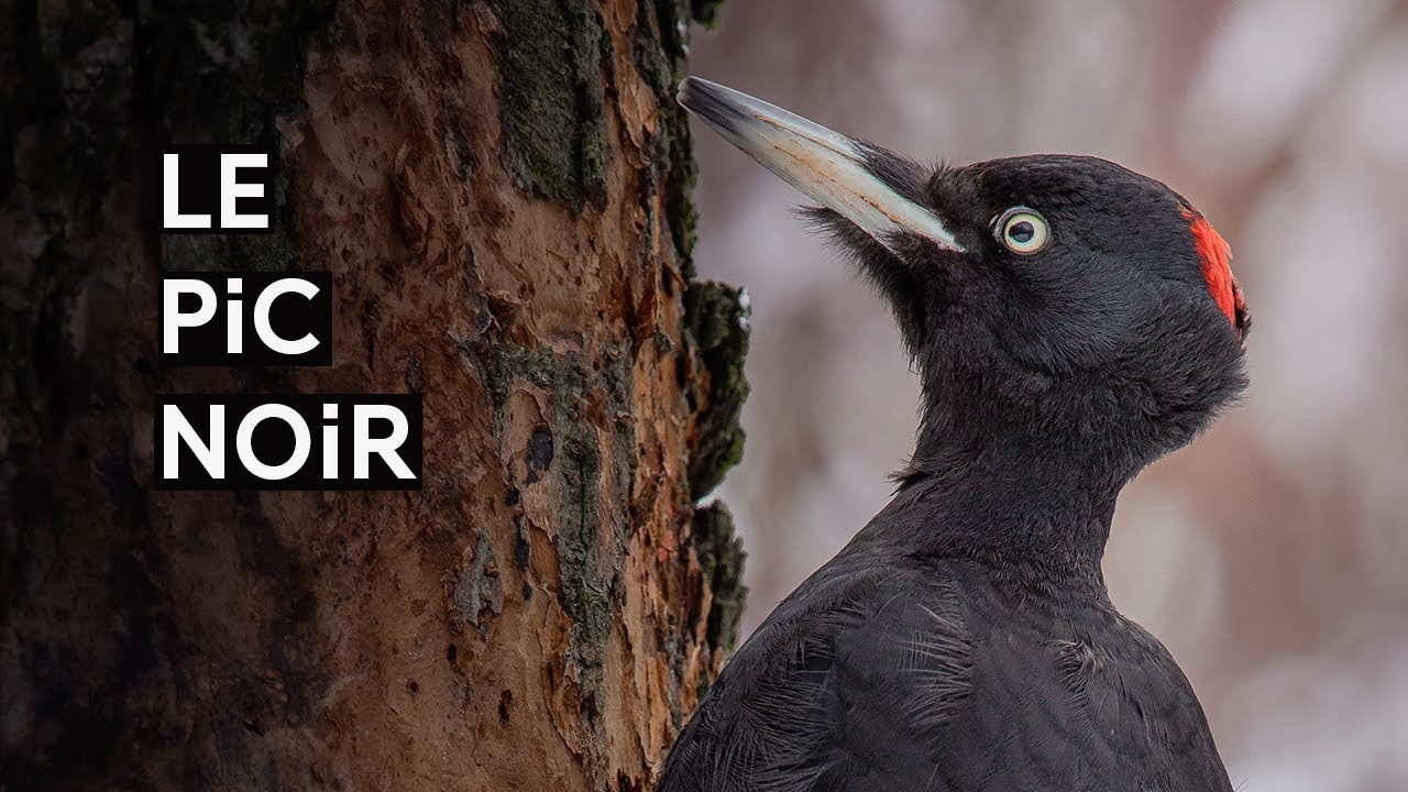 Le pic noir