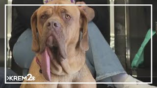 Here Is The Worlds Longest Tongue On A Living Dog