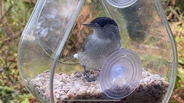 The ultimate feeder for bird watching