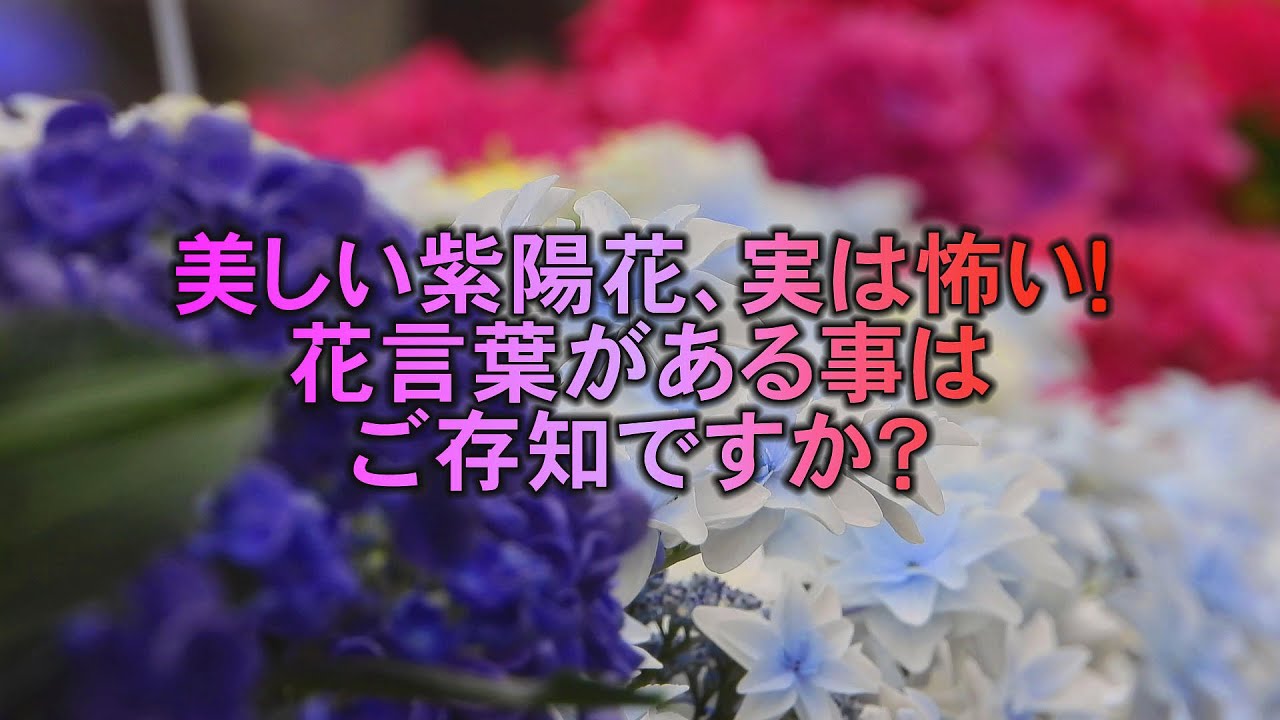 実は怖い 紫陽花の花言葉 Youtube