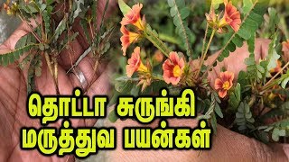 Lets Learn About The Medicinal Properties Of This Plant That Swells Or Shrinks When Touched.