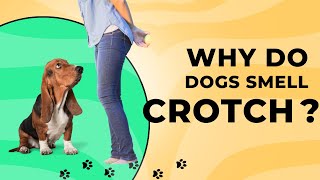 Why do Dogs Sniff your Private Parts or your Crotch? Discover WHY?| Why Do Dogs Smell Groin?| Dog by All For Love 2,987 views 8 months ago 3 minutes