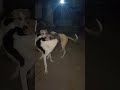 सनी देओल डायलॉग #shortvideo #viralvideo