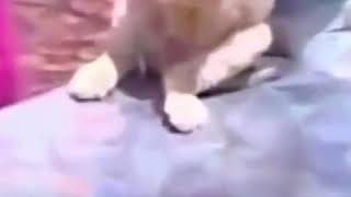 Di̇ablo Si̇keri̇m Belani Ha Yavşak