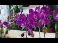 New York Flower District Chelsea | Walking Tour NYC