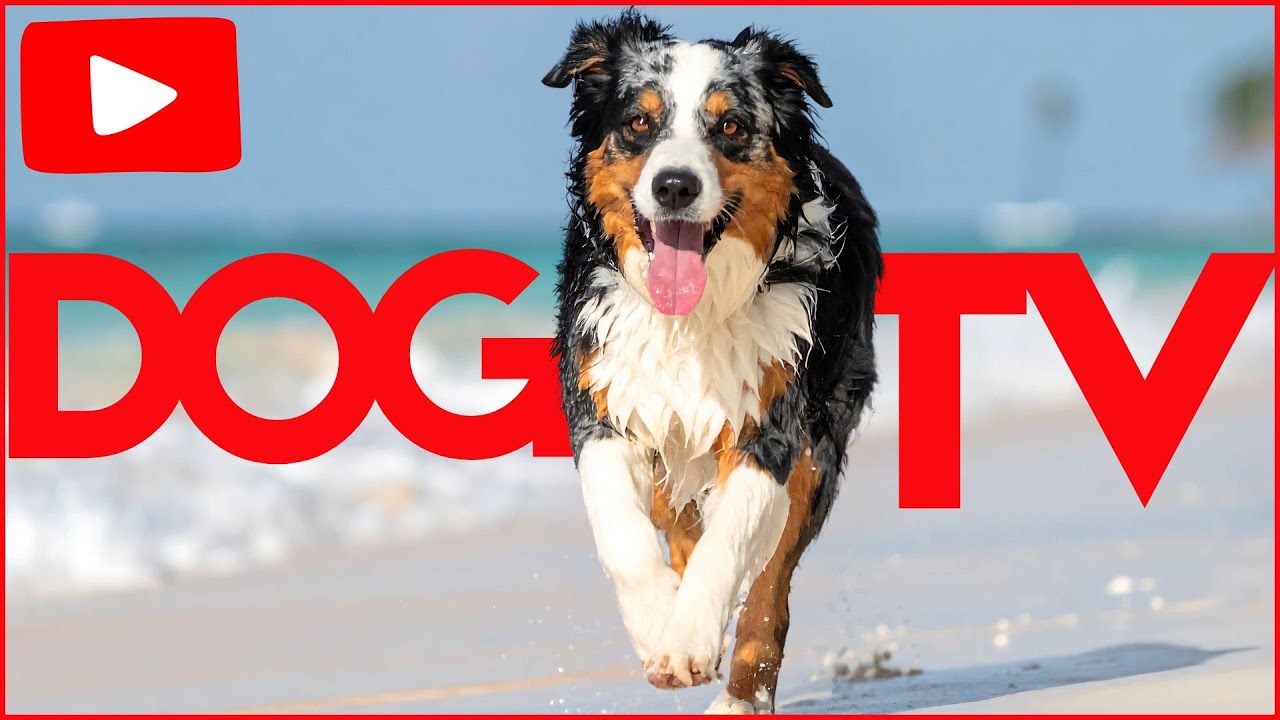 VIDEOS FOR BORED DOGS - Home Alone - Separation Anxiety - Boredom TV 📺🐶