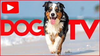VIDEOS FOR BORED DOGS - Home Alone - Separation Anxiety - Boredom TV 📺🐶