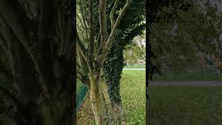 Download Lagu The calm deep river in between  the haunted woods. MP3