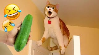 Funniest Animals 2024 🤣 - New Funniest Cats and Dogs 😹🐶