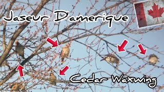Cedar Waxwing munching on tree buds // Jaseur D'Amerique grignotant des bourgeons (Quebec, Canada)