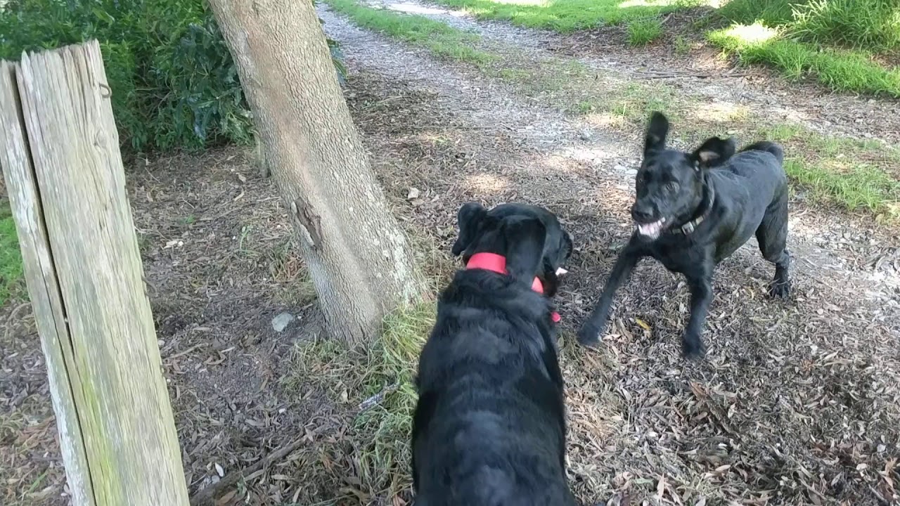 Labrador zoomies on the farm YouTube