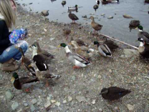 Ducks at the Pond