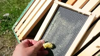 How to Get Bees to Build Straight Comb