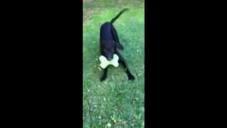 black lab great dane mix
