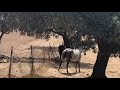 Yeguas en el campo.mare in heat.caballo y yegua pura raza.Horse mating.semental garañon