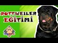 ROTTWEİLER TEMEL İTAAT EĞİTİMİ - KÖPEK EĞİTİMİ-MUHTEŞEM KÖPEK ROTTWEİLER