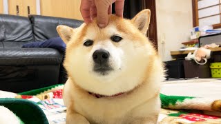 情報社会により世界中に珍妙な顔が発信される柴犬