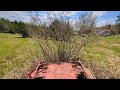 Steiner tractor mowing 10ft tall bush