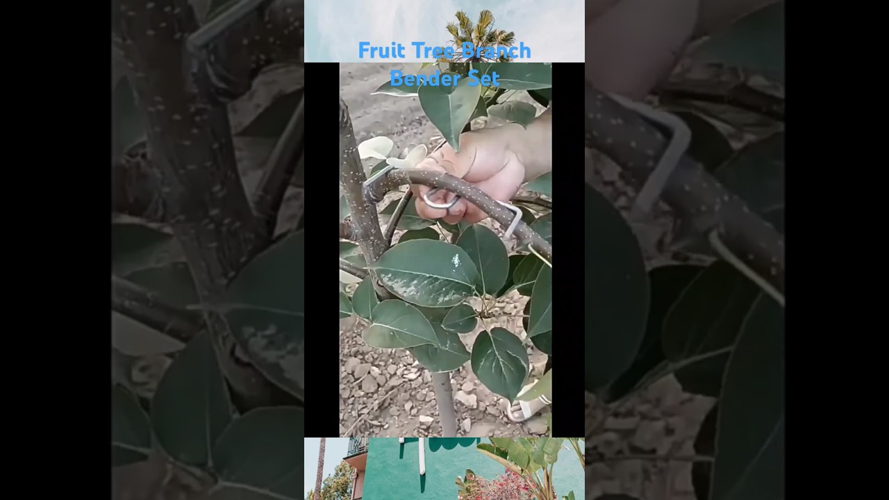 Garden Tool for Shaping Tree 