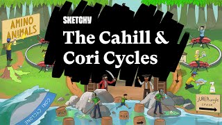 Cahill & Cori Cycles: Glucose-Alanine Cycle (Part 1) | Sketchy Medical | USMLE Step 1