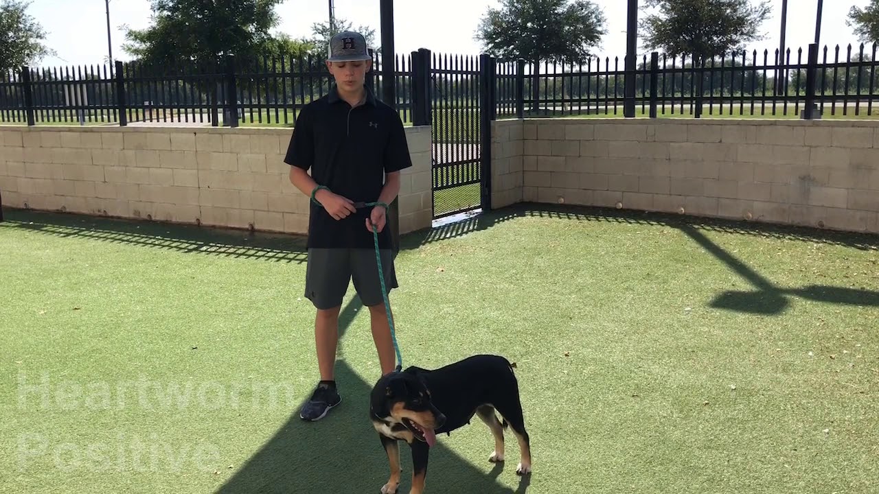 Meet Roseanne at Rockwall Adoptions