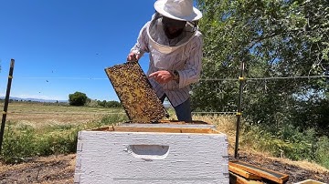 Transferring bees from a Nuc to deep box.