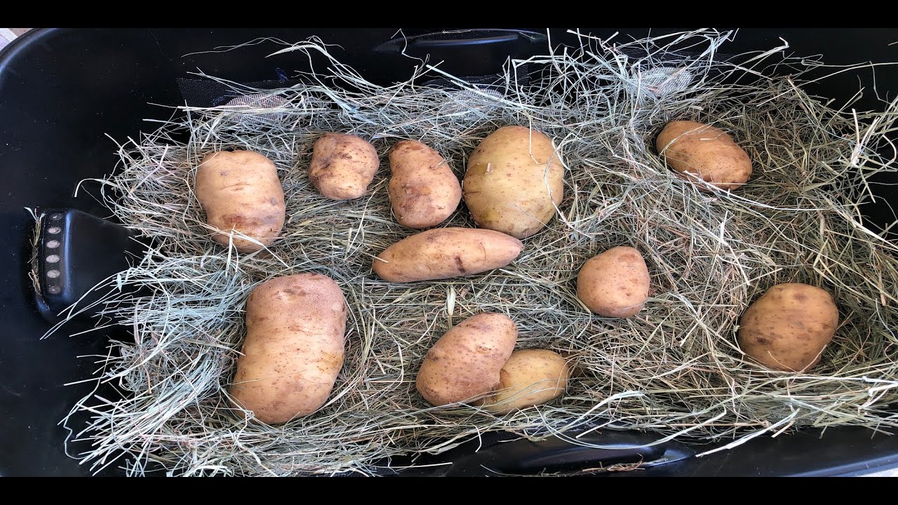 Building a long term indoor potato storage bin YouTube