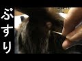 【パブロフの猫】綿棒の箱を降るだけでみーちゃんが寄ってくる、発情期中はこうなりますPavlov cat