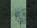 Horseshoe Crab Buried and Unbothered 🦀🫥🏖️