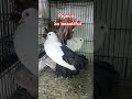 The Extraordinary Journey of Aseel Lovers #chicken #birds #farming #hen #murga #pigeon #kabutar