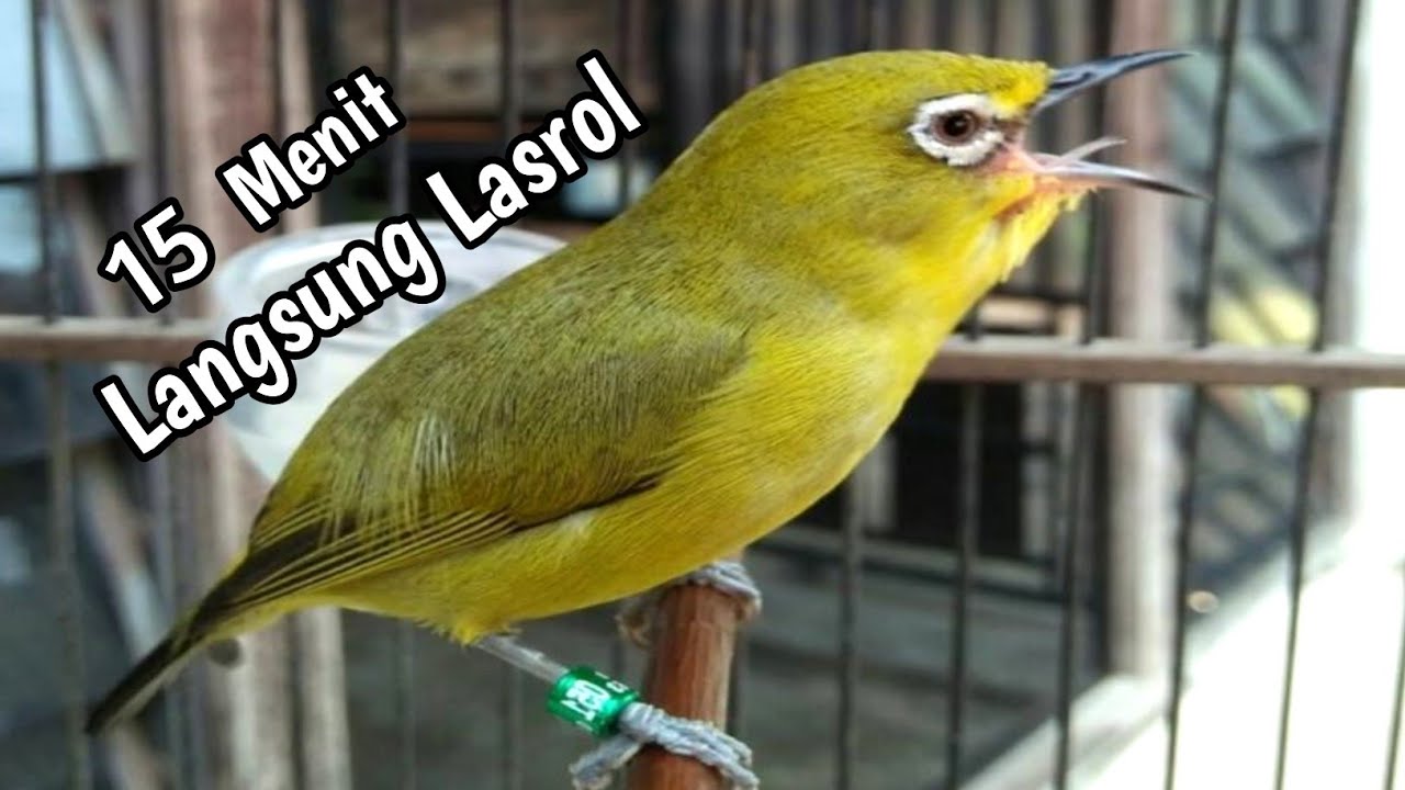 SUARA PLECI GACOR NGEROL TEMBAK 