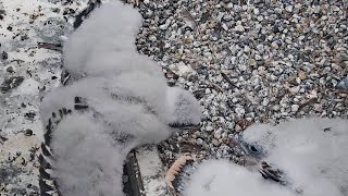 Cal Falcons: Chick backs up a little too far ~ stumbles out of nest  2024 May 13