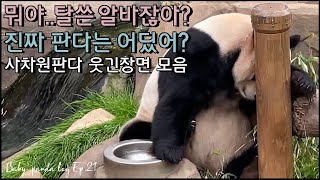 [4K] Panda who gave up even the zookeeper_Dad Panda is a comedian_Baby panda log.21
