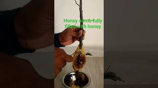 Apis florea Honeycomb Full with honey #nature #honey