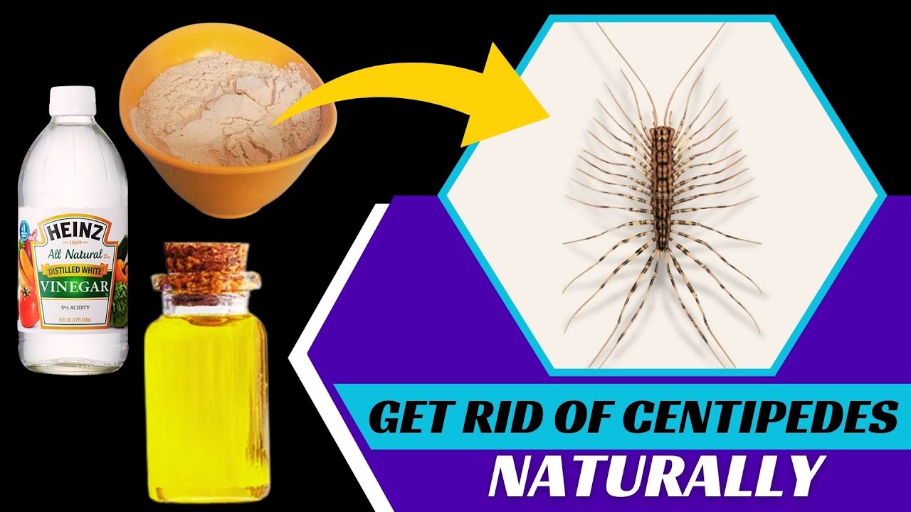 How Do You Get Rid of Centipedes Naturally: Effective Home Remedies