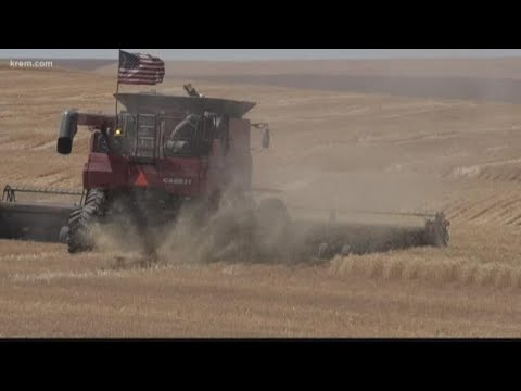 Ritzville farmers harvest crop for neighbor with cancer