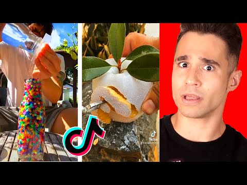 Curiosidades Que Seguro Que Te Sorprenderán