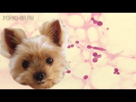 Видео: Собака теряет волосы после разведения