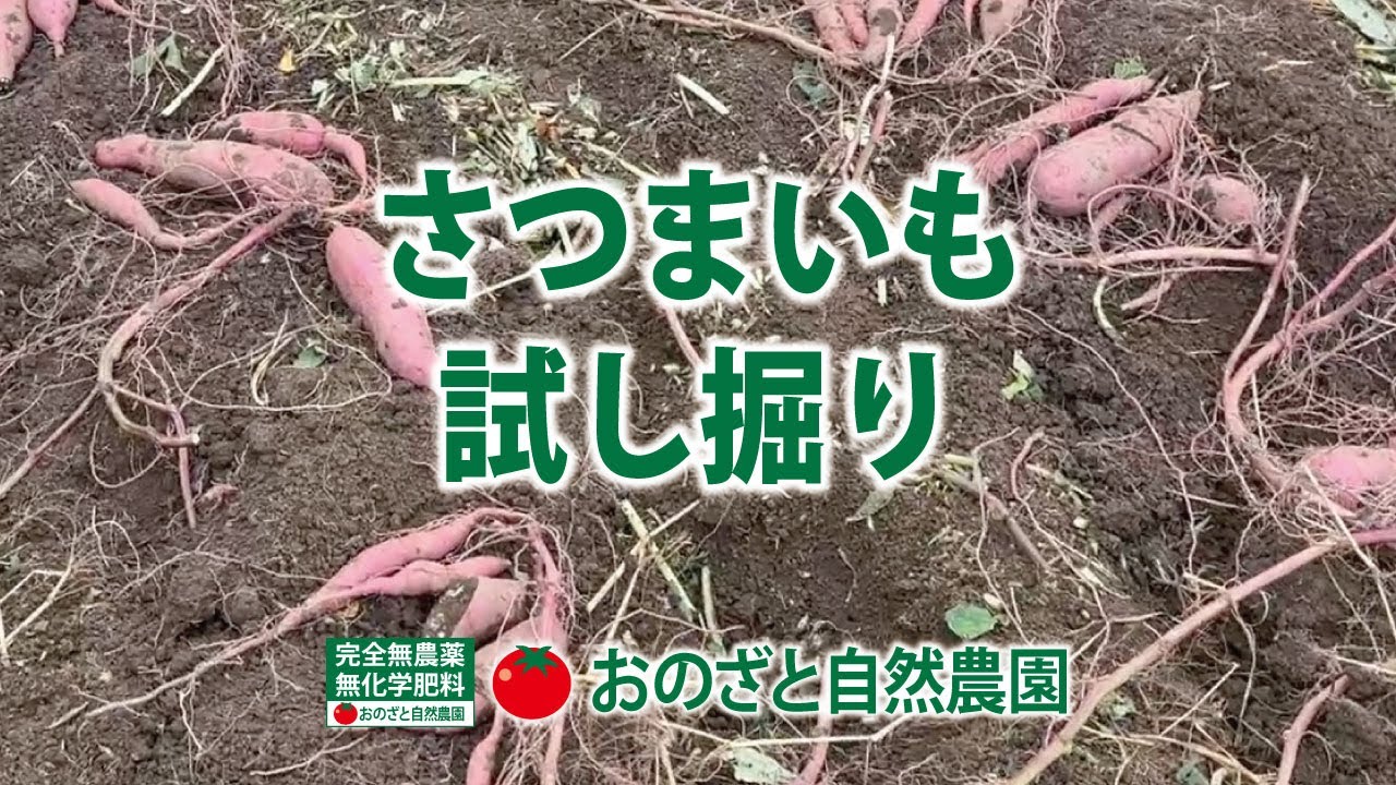 5月26日に植え付けたサツマイモを試し掘りしました。 - YouTube