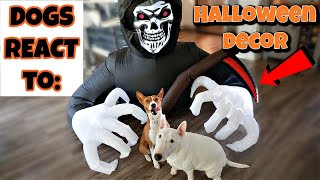 Dogs React to Spooky Halloween Decorations: FAIL! by Feenix the Funny Singing Dog 219 views 2 years ago 1 minute, 45 seconds