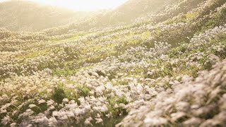 Grasslands Wind - Unreal Engine 5.3 Showcase