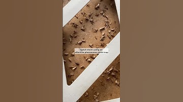 How to Tackle Flying Clothes Moths