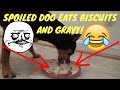 ROCKY EATS A HUGE PLATE OF BISCUITS AND GRAVY!!