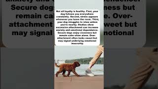 3 SIGNS Your Dog Is Emotionally OVER-ATTACHED #dogpsychology #cat #dogcoach