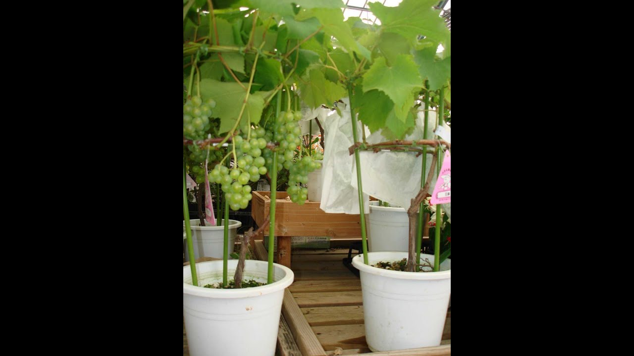 Cara Menanam Anggur Dalam Pot Berbuah Lebat Manis Yang Benar 