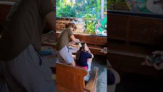 nyontreng #kandangbakoh #shots #shorts #barongan #cabemerahfarm #blantikcilik #short