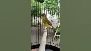 Burung Kecil Tapi Tajem , Masteran Langka . cikrak Mahkota